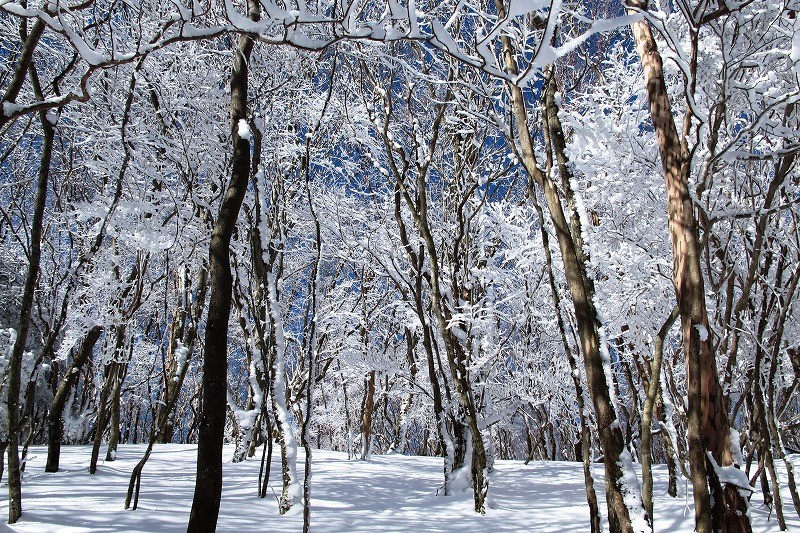 霧氷のトンネルを歩く三峰山 22 02 25 大垣山岳協会 霧氷のトンネルを歩く三峰山 22 02 25 大垣山岳協会